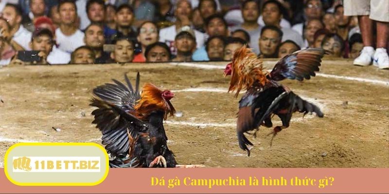Đá gà Campuchia là hình thức gì?