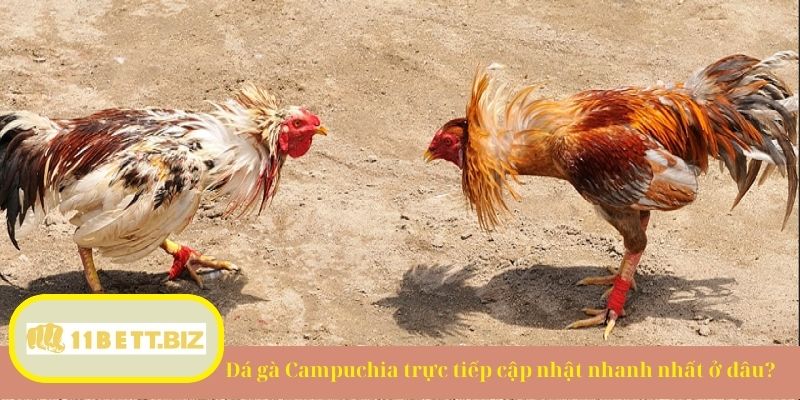 Đá gà Campuchia trực tiếp cập nhật nhanh nhất ở đâu?