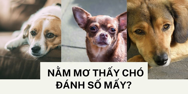 Mơ thấy chó đánh con gì ?