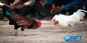 Những vụ gà trống đẻ trứng gây hứng thú cho người dân Việt Nam